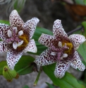 Tricyrtis 'Kohaku'