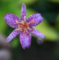 Tricyrtis lasiocarpa 'Pink Beauty' CMBTW1743