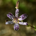 Tricyrtis formosana 'Matsukaze'