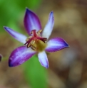 Tricyrtis 'Oniji'