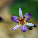 Tricyrtis 'Seiryu'