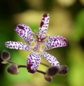 Tricyrtis 'Shikin'