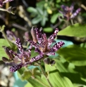 Tricyrtis 'Sinonome'