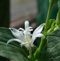 Tricyrtis 'Yousei'