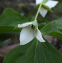 Trillium catesbaei