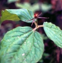 Trillium govanianum