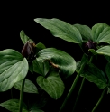 Trillium recurvatum