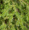 Tsuga diversifolia CBJP1189