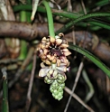 Tupistra nutans