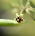 Tylophora aristolochioides CMBJP1930