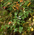 Ulmus aff.parvifolia CMBJP1847