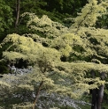 Ulmus parvifolia 'Geisha'