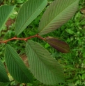 Ulmus uyematsui