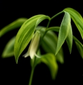 Uvularia sessilifolia 'Cobblewood Gold'