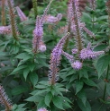 Veronicastrum japonicum var.australe