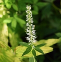 Veronicastrum japonicum 'Alba'