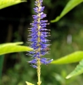 Veronicastrum sibiricum subsp.yezoense