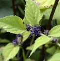 Veronicastrum villosulum