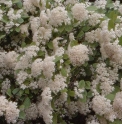 Viburnum dilatatum