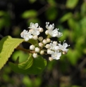 Viburnum erosum
