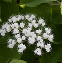 Viburnum  fordiae CH785