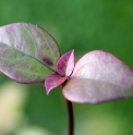 Viburnum propinquum (Jiuchong shan)