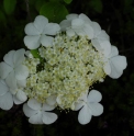 Viburnum macrocephalum f.keteleeri