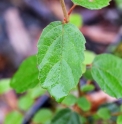 Viburnum parvifolium CMBTW1666