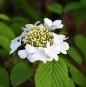 Viburnum plicatum 'Shoshoni'