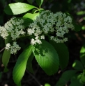 Viburnum sieboldii