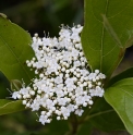 Viburnum wilsonii