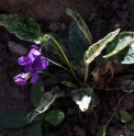 Viola mandshurica JP4574