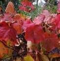 Vitis coignetiae (Yumoto)