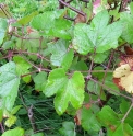 Vitis ficifolia var.lobata