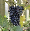 Vitis vinifera 'Philipp'