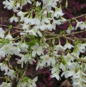 Prunus incisa 'Yamadei'