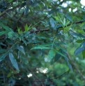 Zanthoxylum alatum var.subtrifoliatum CMBJP1848